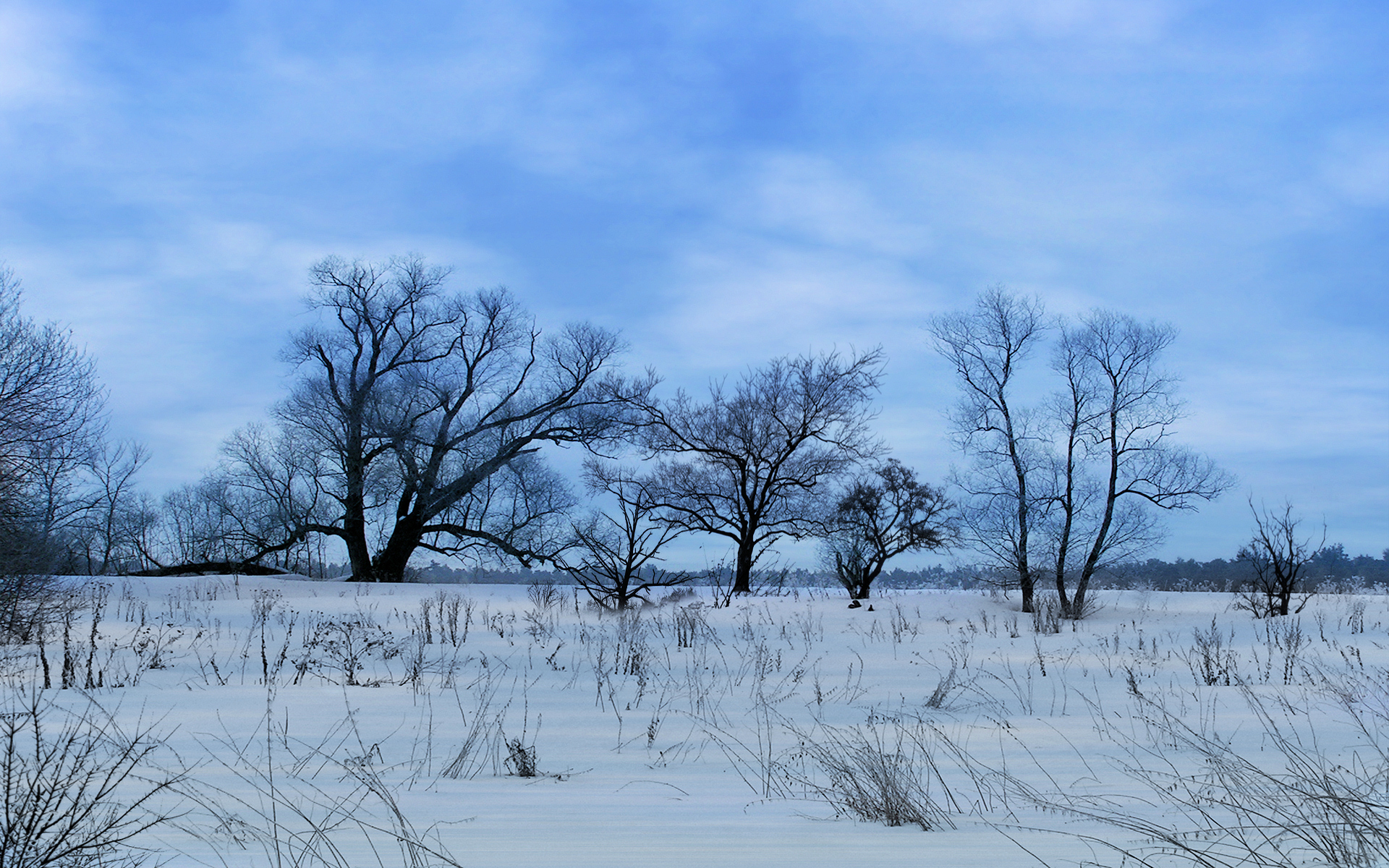 winter_trees_by_frankief-d36pl2c.jpg