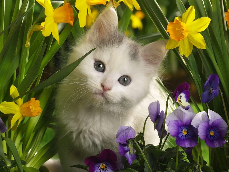 flowercat.jpg