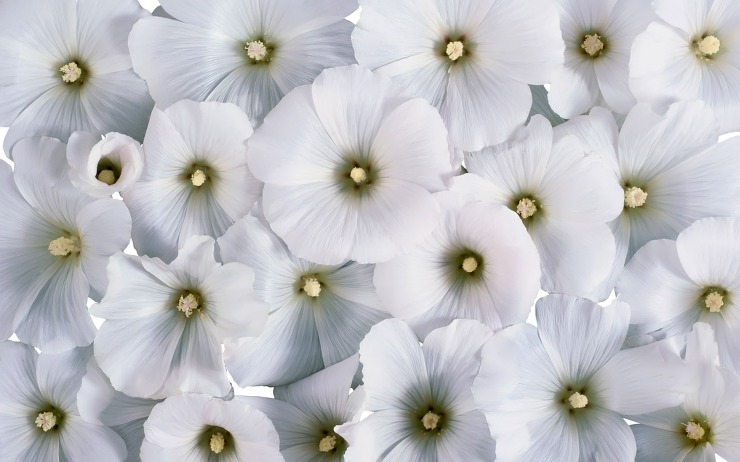 flowers-nature-white-backgrounds-617808.jpg