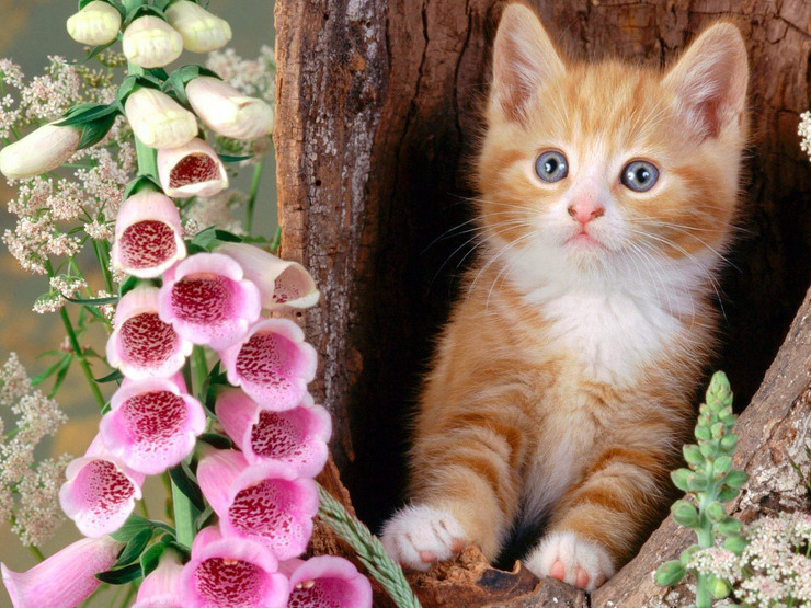 cat-and-flowers_1024x768_3297.jpg