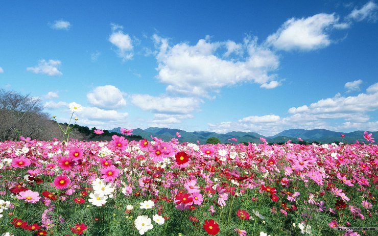 Colorful-Flower-HD-Wallpaper1.jpg