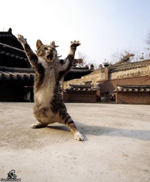 kung-fu-cat-495x600.jpg