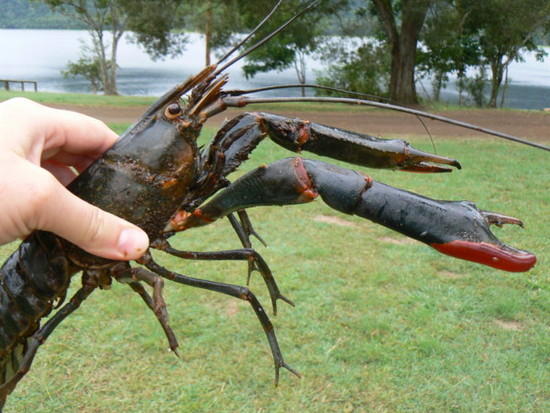 사본 -Australian-Red-Claw-Crayfish-2 (1).jpg