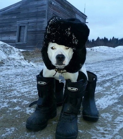 남극의 강아지.jpg