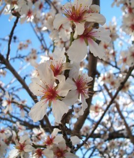 AlmondBlossom.jpg