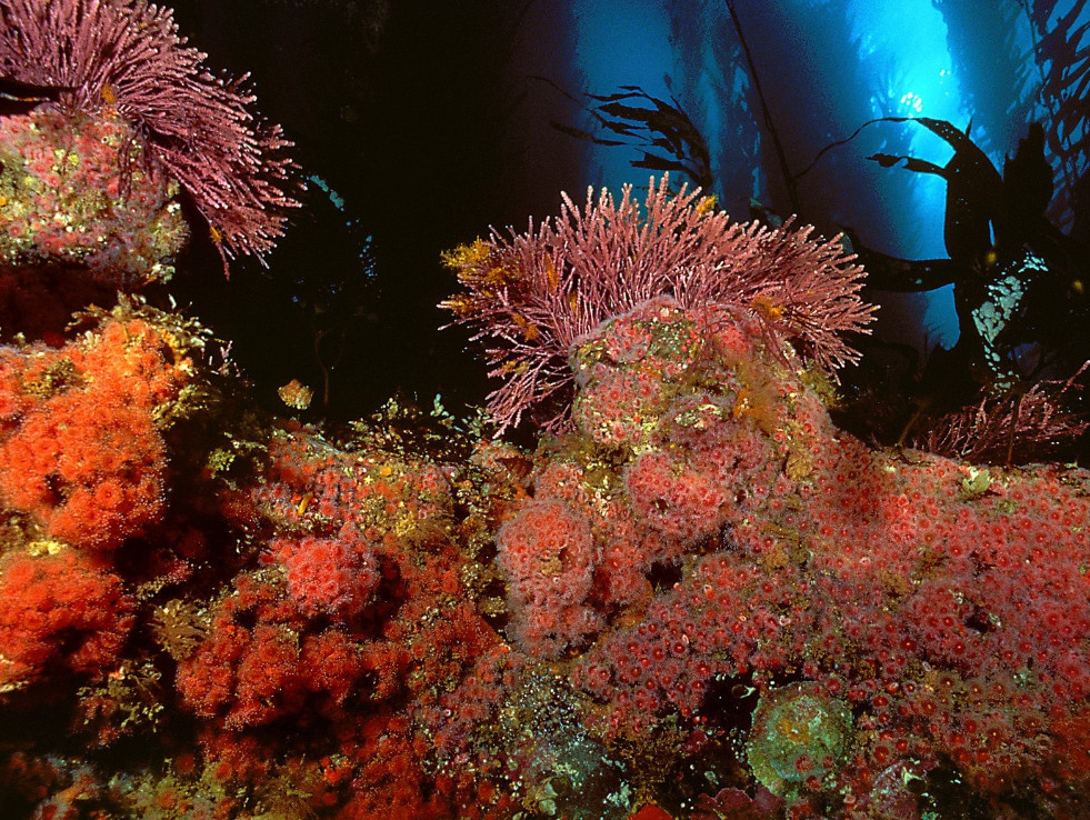 산호초.jpg