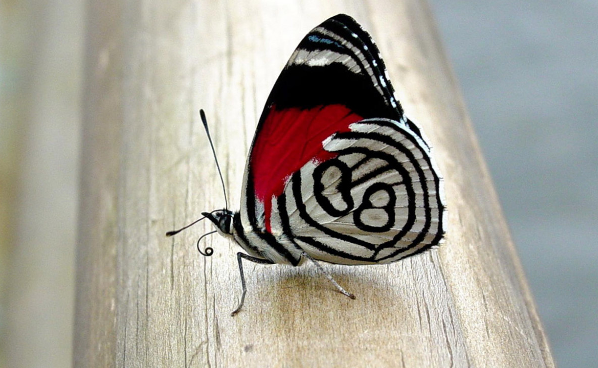 나비.jpg