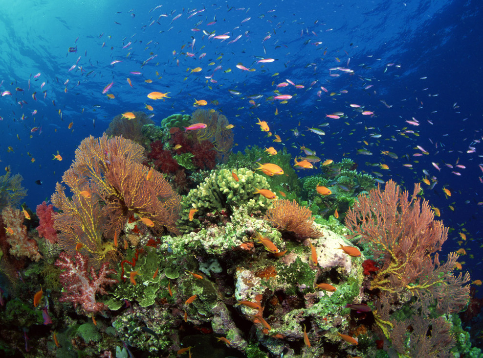산호초.jpg