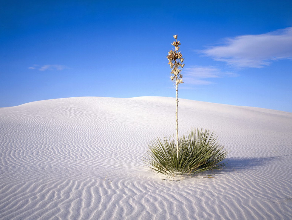 사막식물.jpg