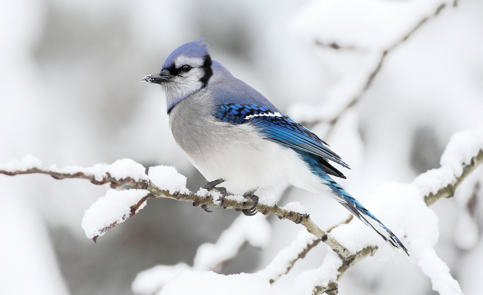 beautiful_bird_winter-wallpaper-1680x1050.jpg